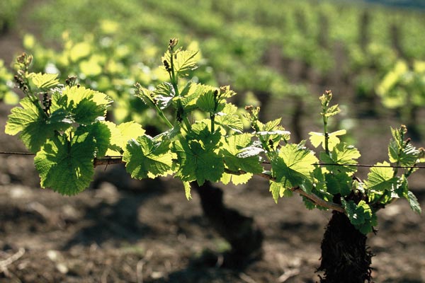 DOMAINE LANDRAT GUYOLLOT