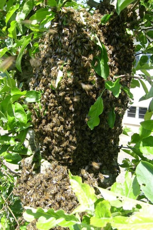 L’ABEILLE MACHINOISE