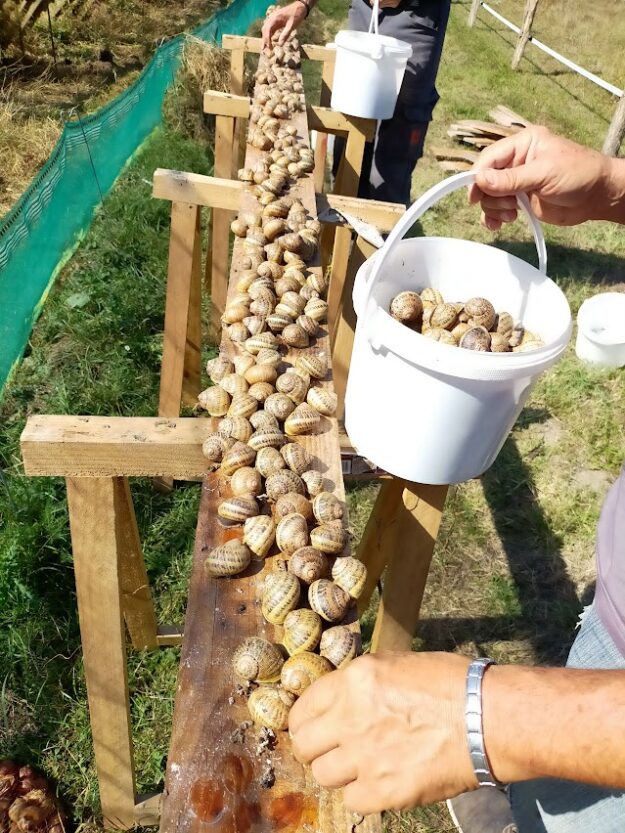 L’escargot en Vrille La Belle Nièvre